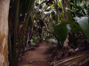 faune et en flore des Seychelles sur l'ile desur Praslin